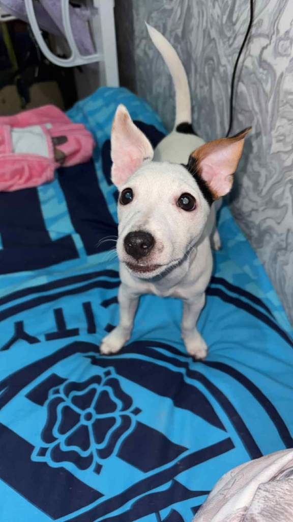 Jack Russell puppy