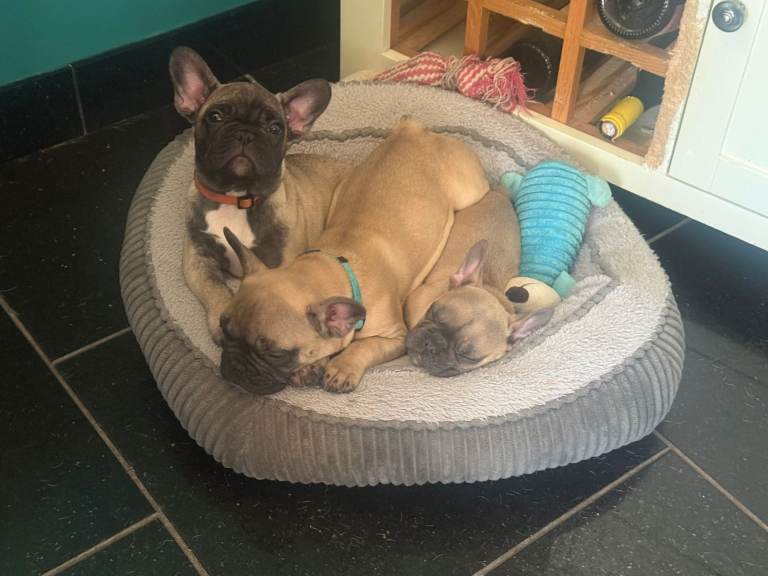 Beautiful French Bulldog girls ready to go!