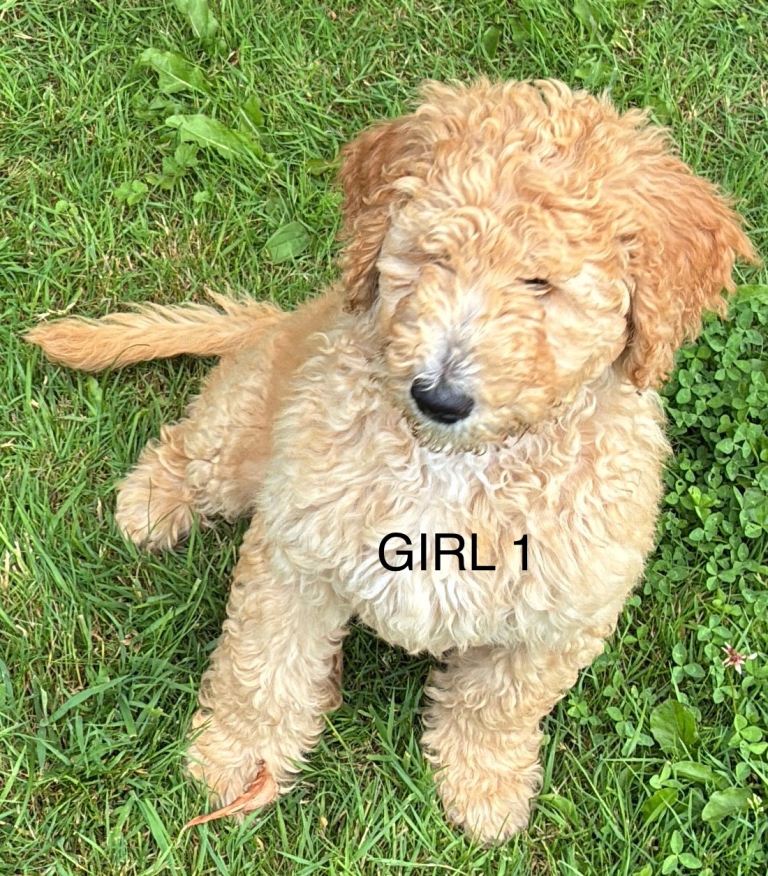 Golden doodle puppies Ready now 