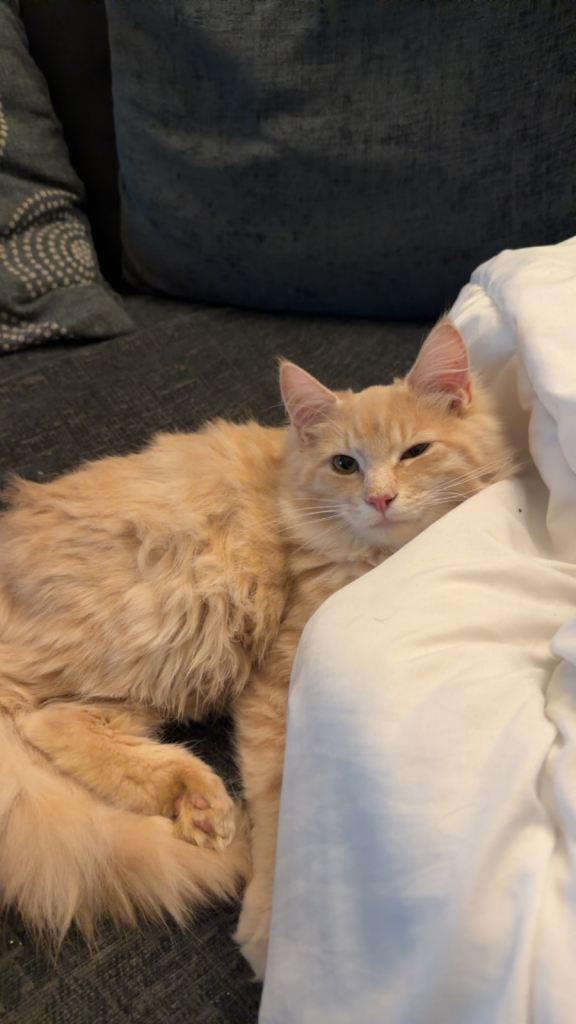 Maine coon kitten 6 month 