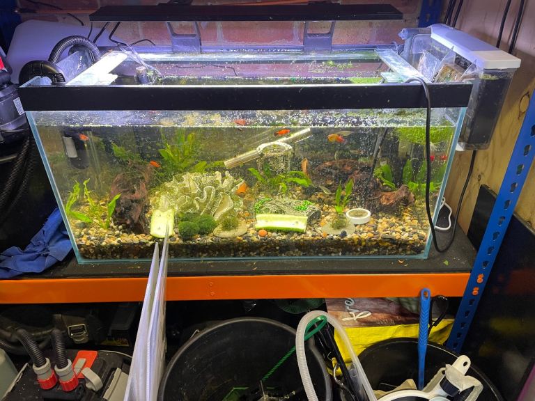 Fish tank with everything 