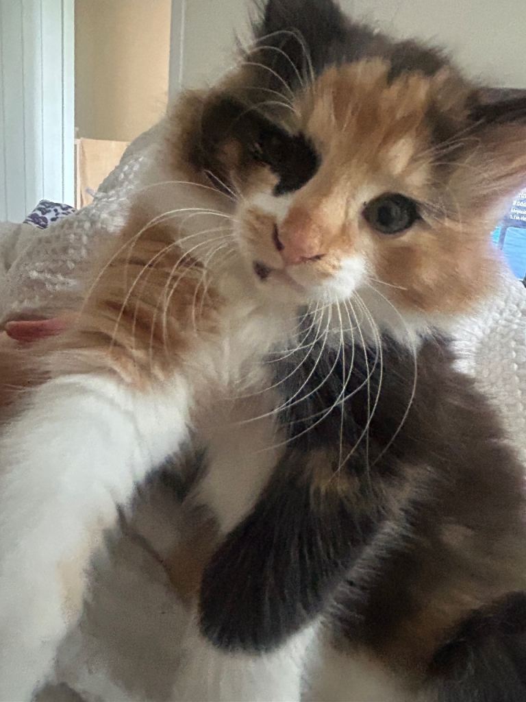 Kitten 