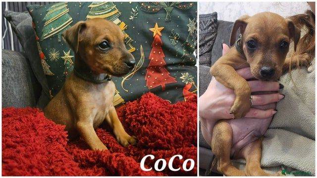 2 miniature pinscher boys left! 