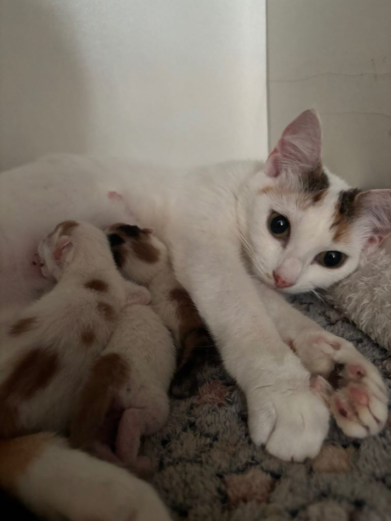 KITTENS