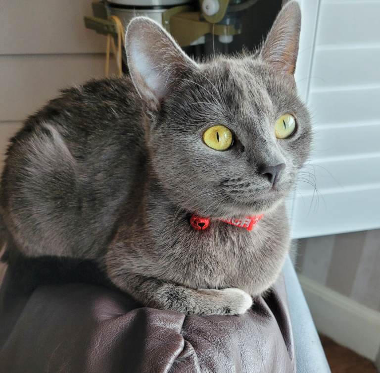 Beautiful cat needs new home. 