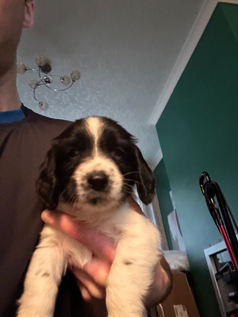 Springer spaniel puppies 
