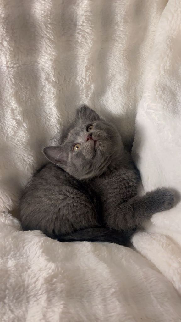 Half British shorthair and half sypnx kitten  