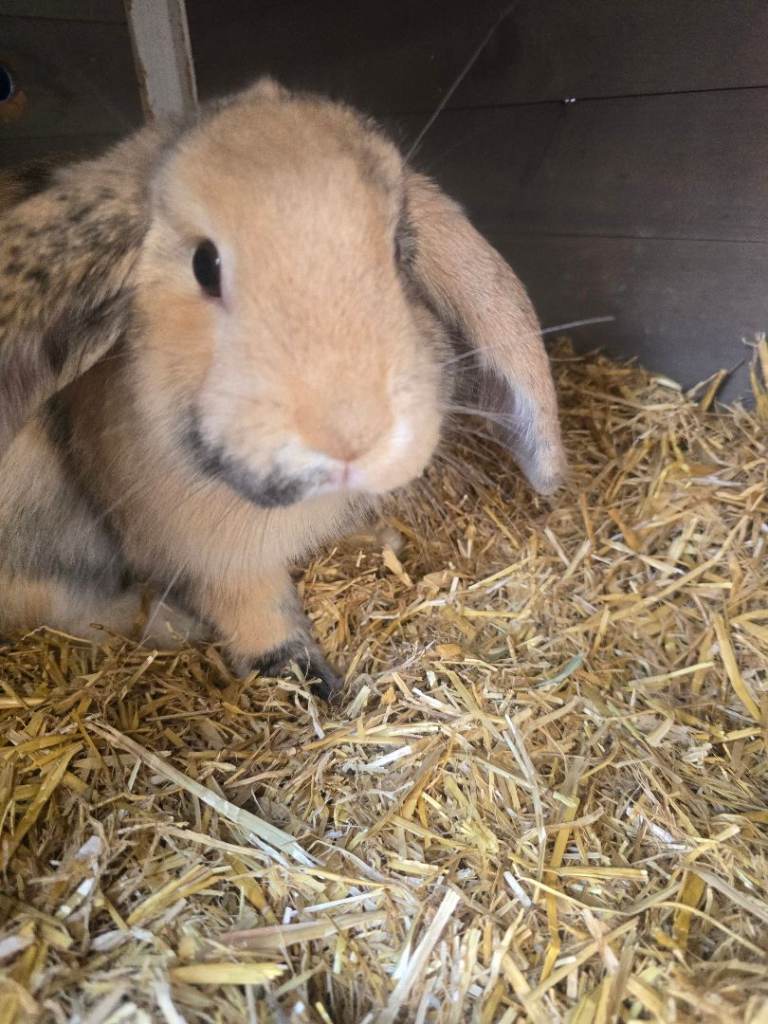 Biscuit is looking for a new home