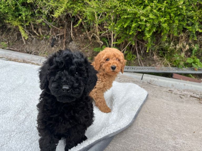 Cockapoo puppies