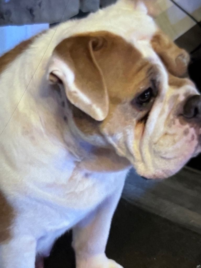 Old Tyne bulldog puppy’s 