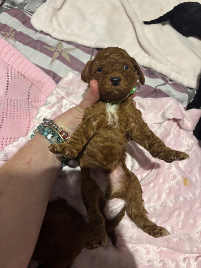 10 F1b cockapoos for sale 2 females left!