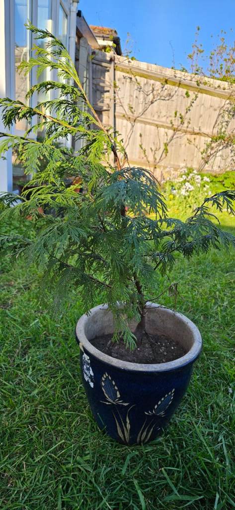 Conifer tree sapling 