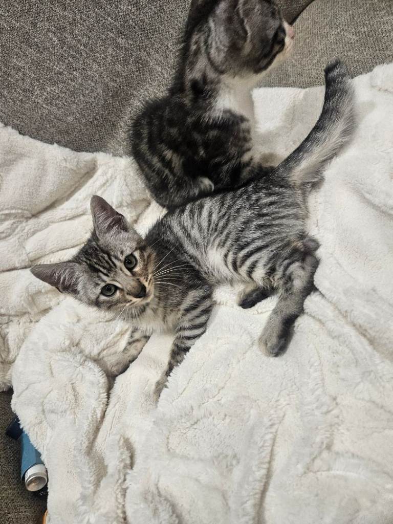 Kittens 