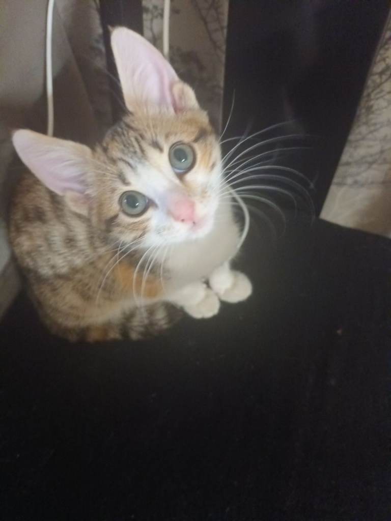 Beautiful kitten