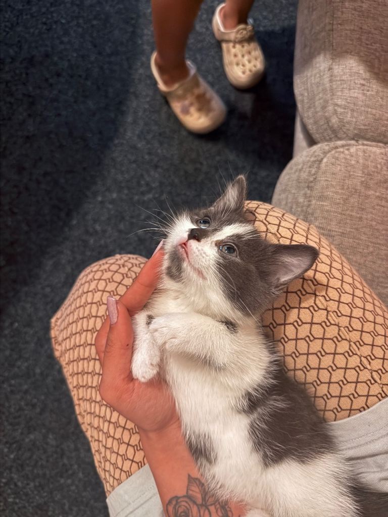 Kittens for sale 