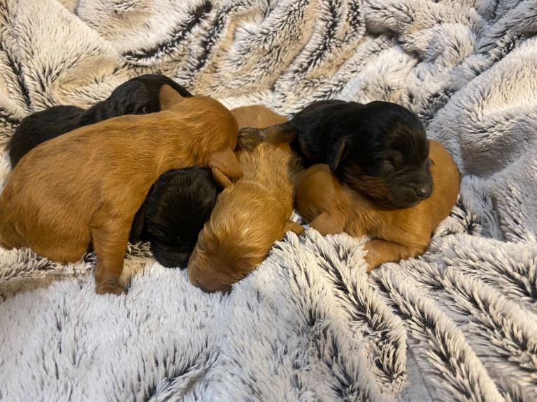 F1 cockapoo pups 