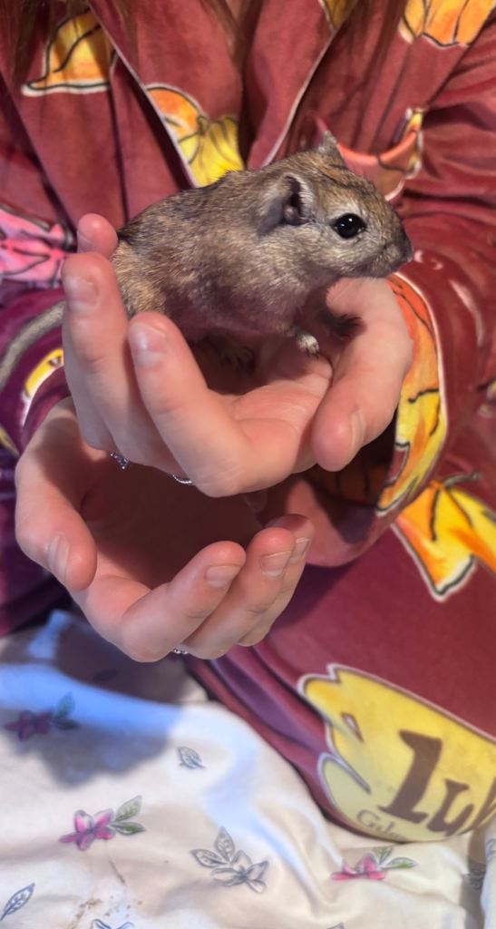 4 Female Gerbils 