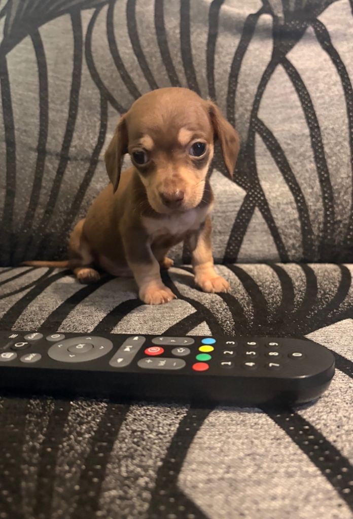 15/02/26 READY NOW Chiweenie puppies Miniature dachshund x chihuahua chocolate and tan boy left