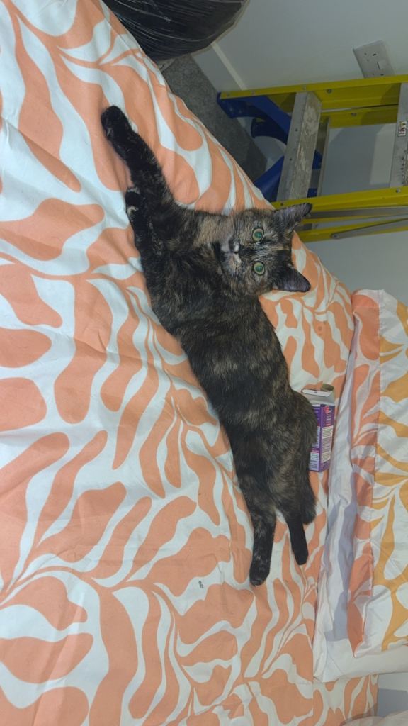 image for 2 year old cat