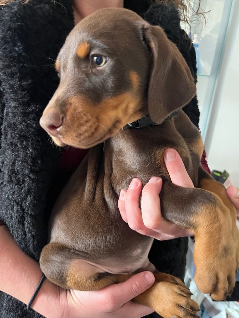 Doberman puppies for sale only 1 boy left 