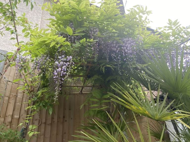 Really Need Gone ASAP. Wisterias I have about 14 left to choose from. Great Selection. All in Buds