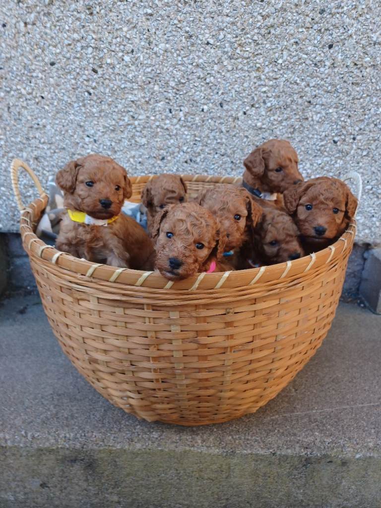 F3b Labradoodles Puppies 