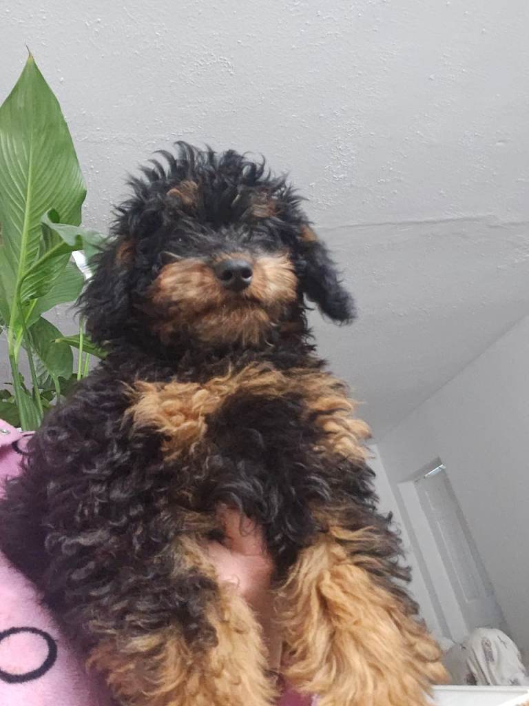 Tytuł: 🐾 Gorgeous Black & Brown Cavapoo Boy Looking for a Loving Homee