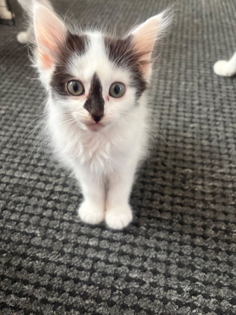 Long hair kitten 