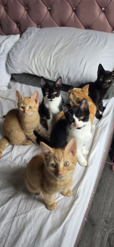 Kittens ready now