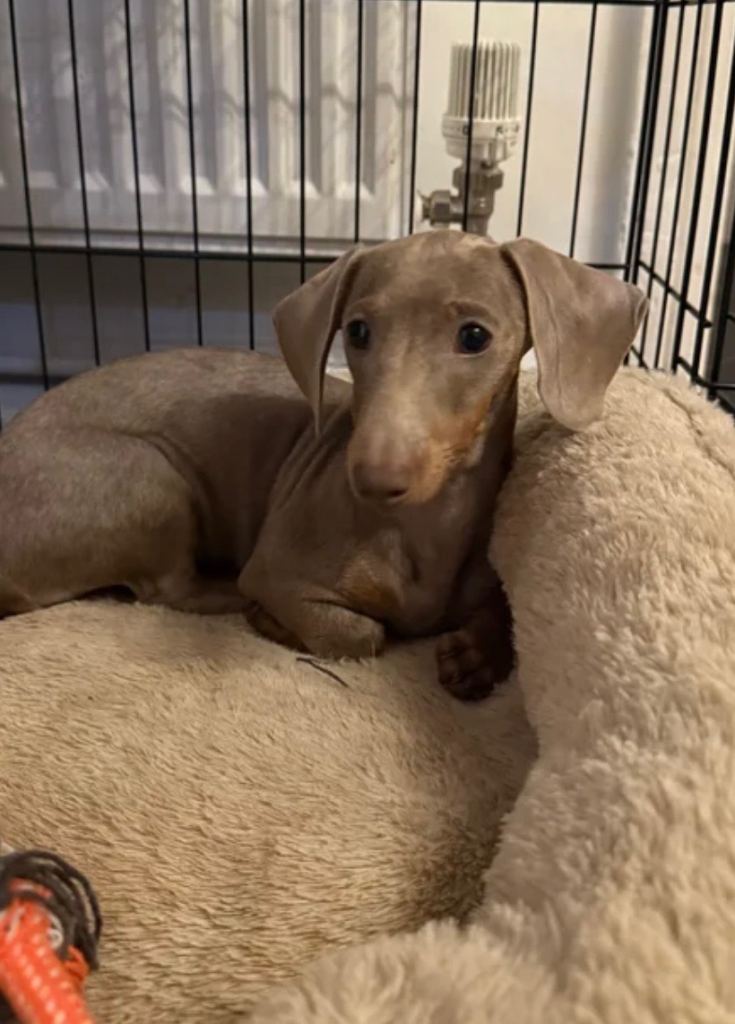 Miniature Isabella dachshund 