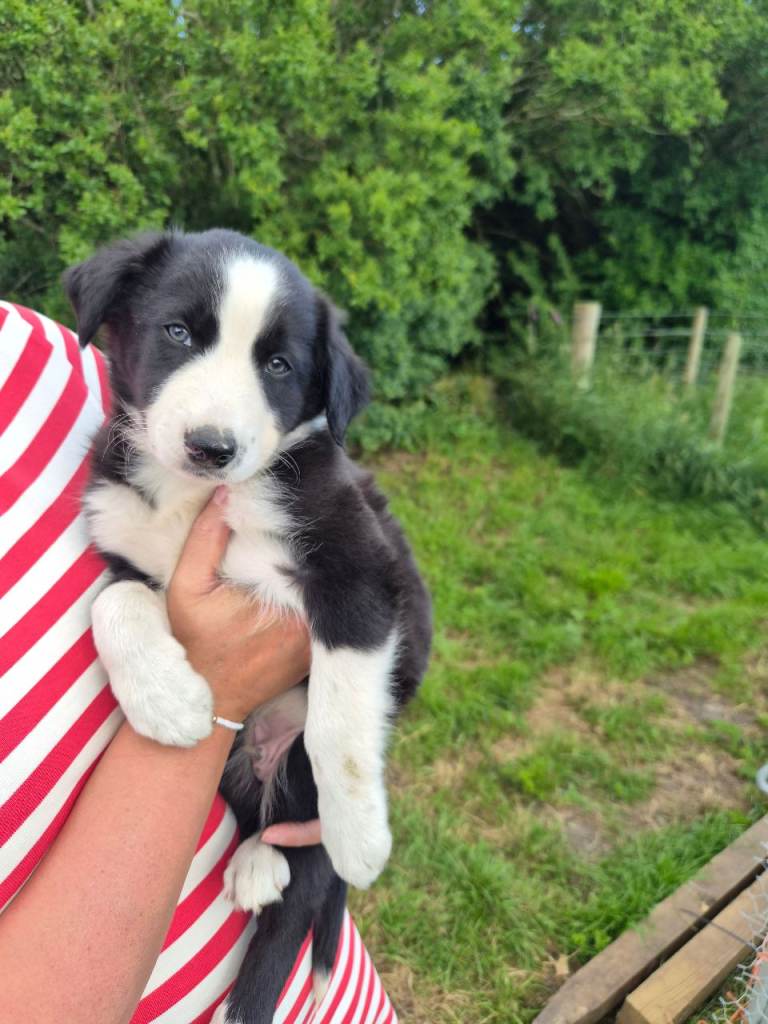 Collie pups for sale