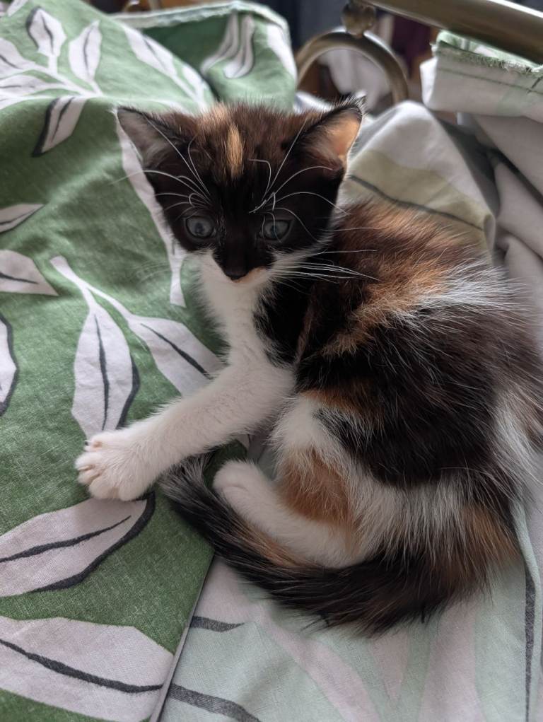 2 kittens for sale 