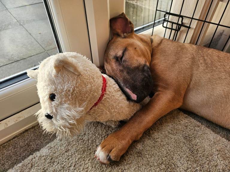 Male English Bull Terrier 