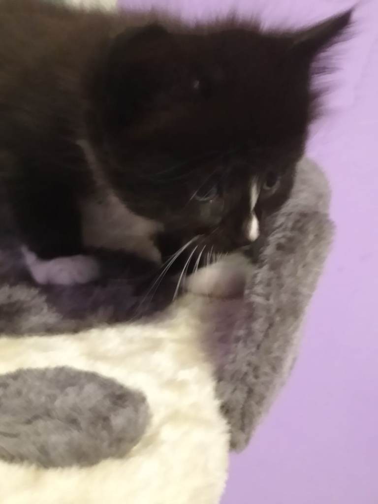 Beautiful Turkish Angora Mix Kittens for Sale
