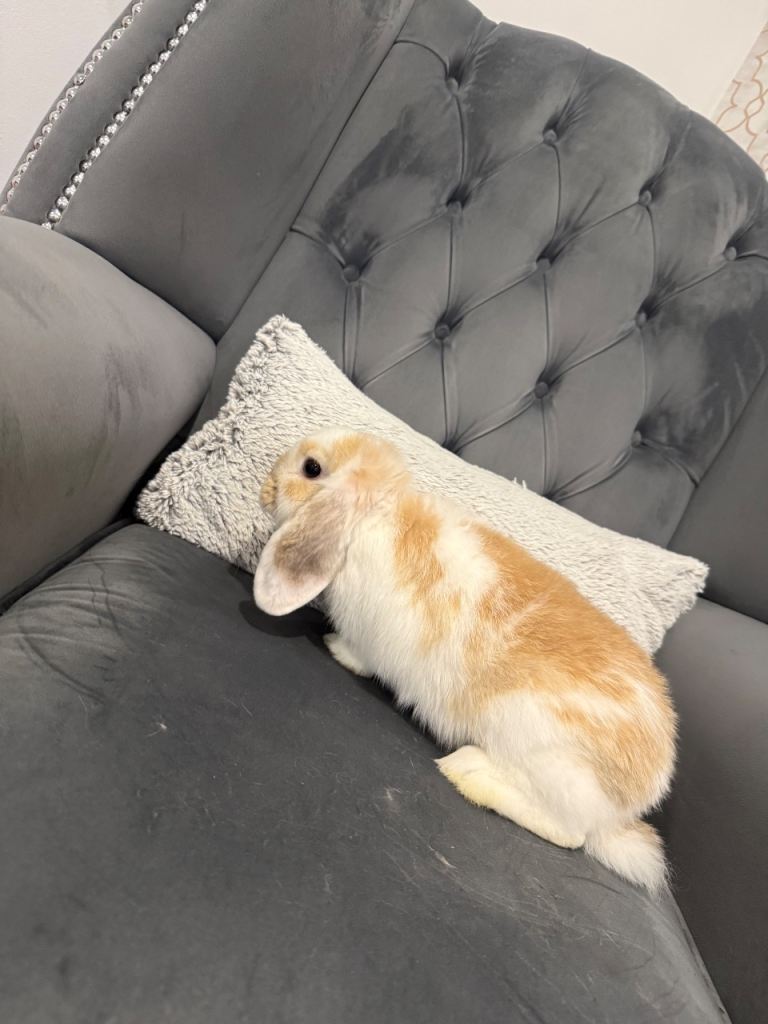 MINI LOP RABBIT