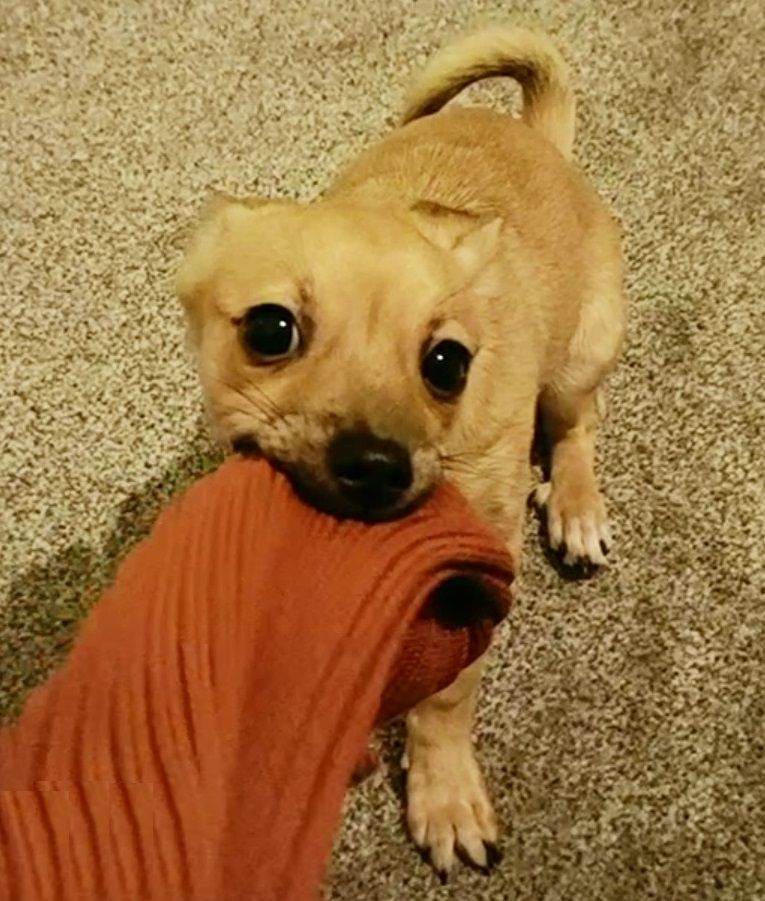 image for Jackawawa Bitch Fantastic Jack Russell Character with Chihuahua Charm 