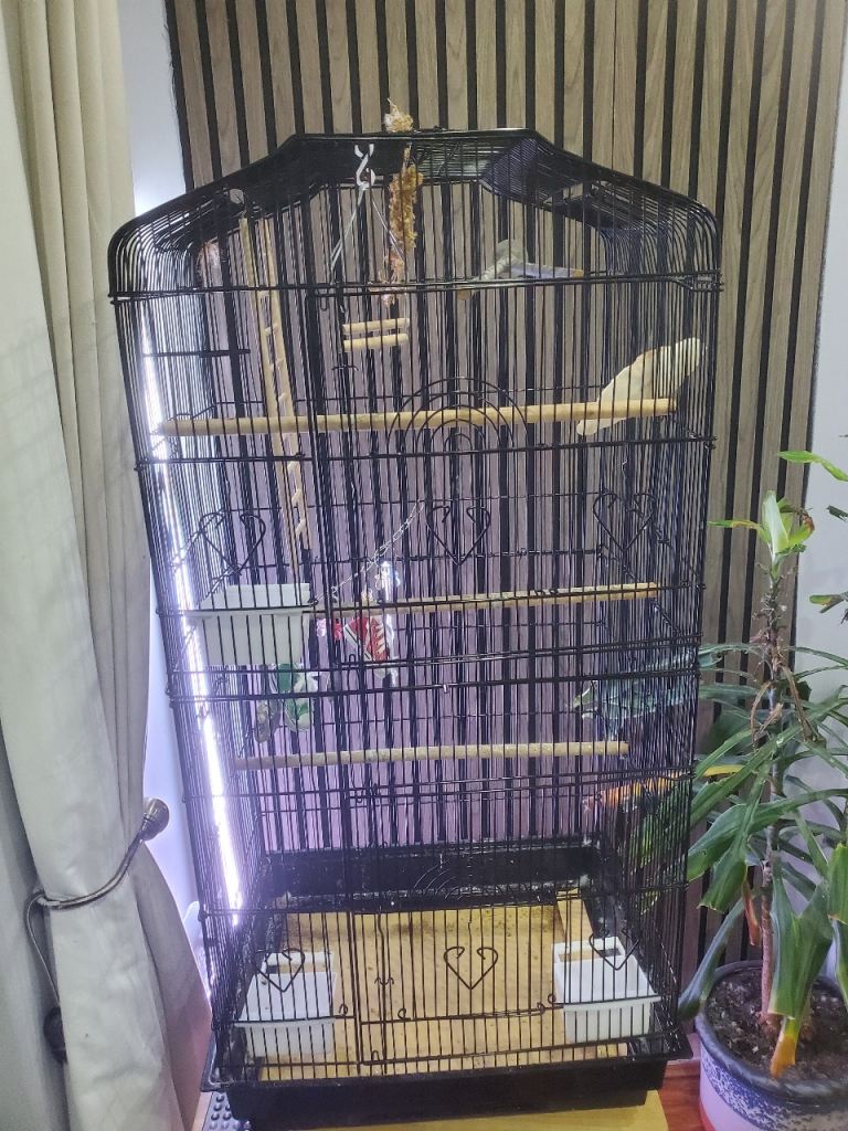 BUDGIE *LARGE* CAGE WITH 2 SANDED SHEETS, MILLET AND BUDGIE FOOD