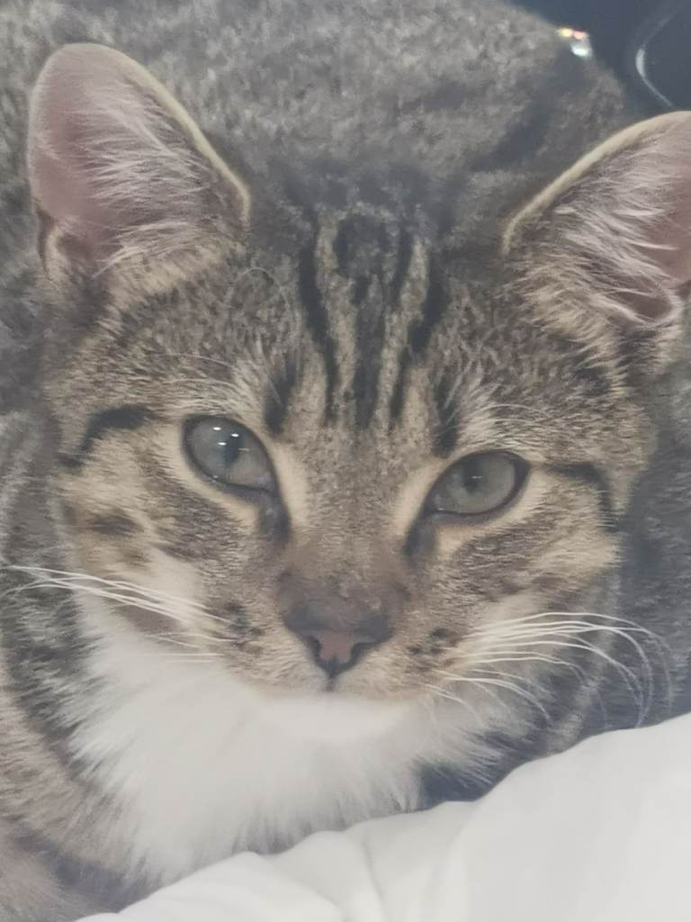 Adorable Cat Looking for a Loving Home 🐾