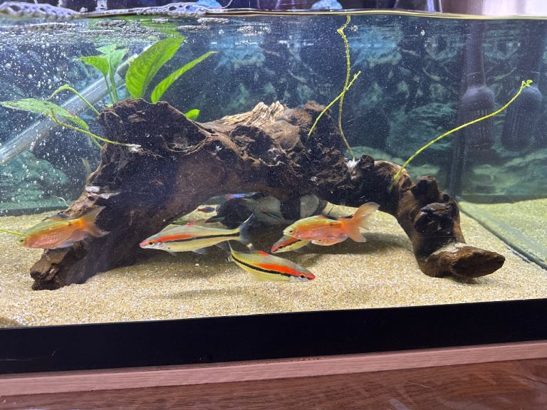 Live fish tank original wood 