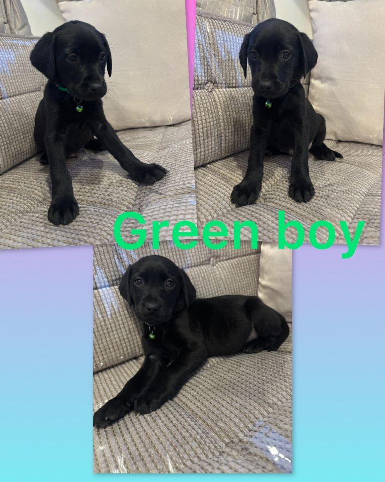 ⭐️kc Reg Labrador Retrievers⭐️