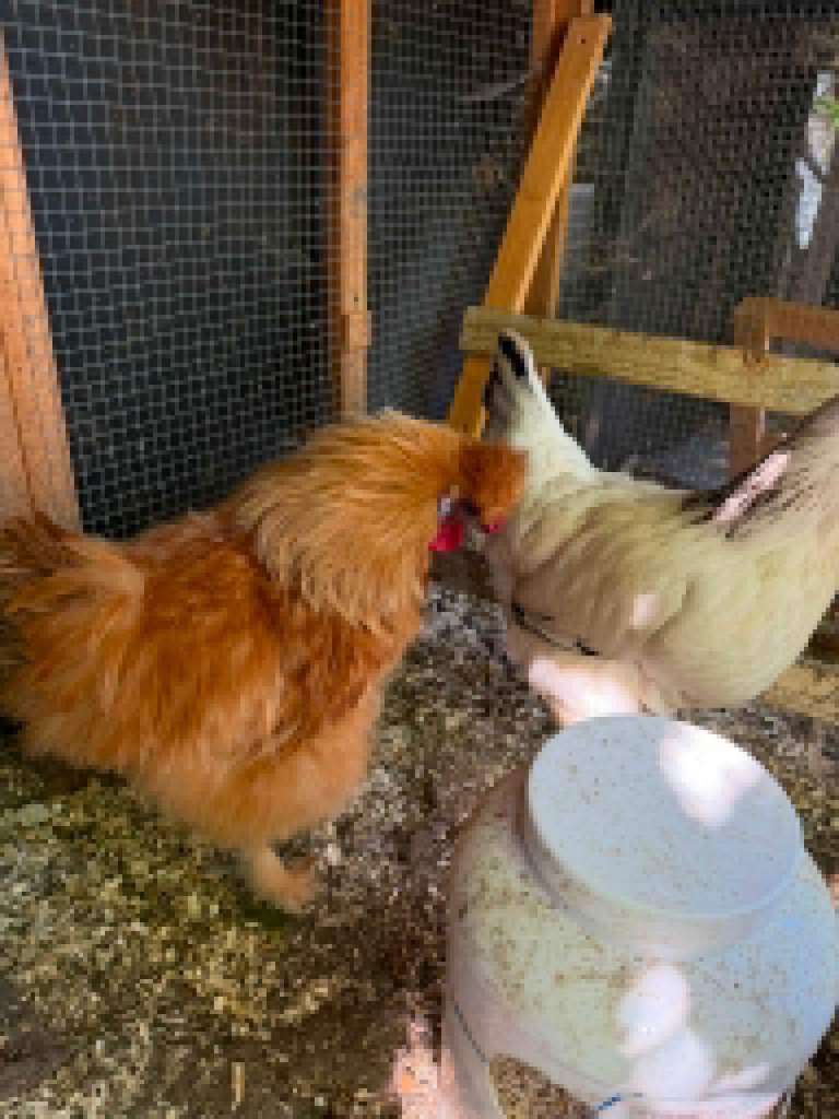 Chickens, Baby Chicks and Rooster For Sale