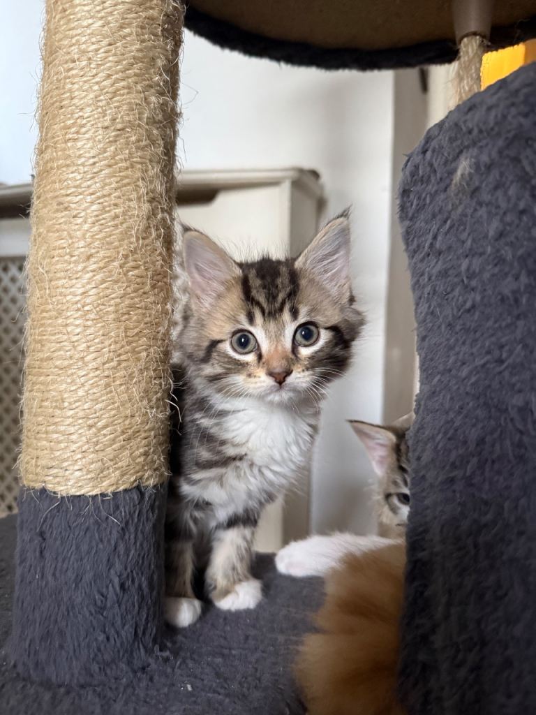 Cute kittens for sale