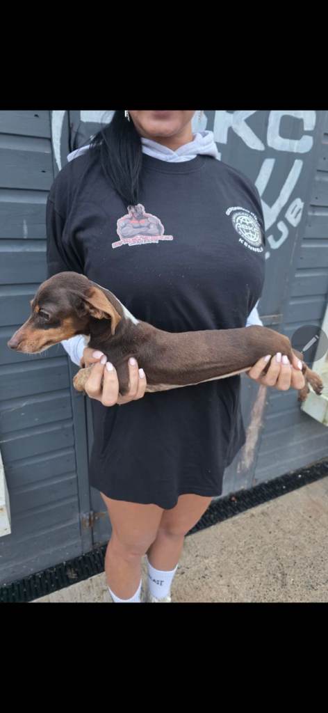 Mini dachshund puppy 