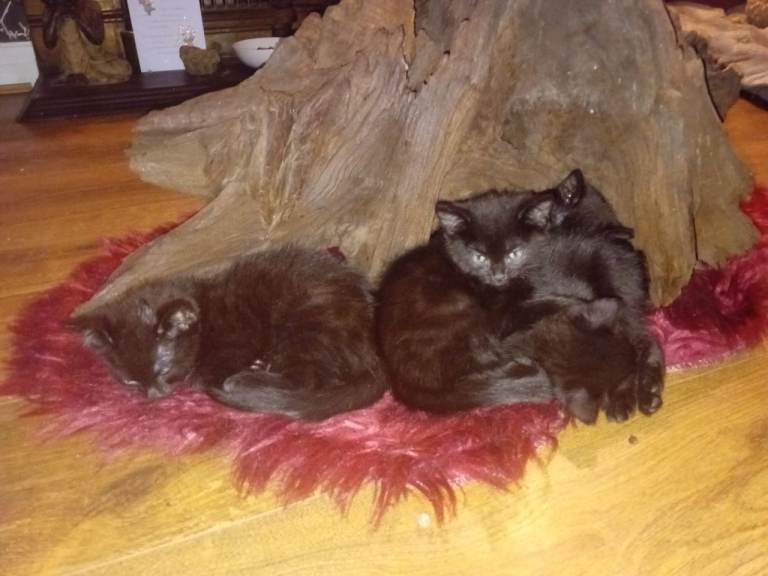  Black kittens £35