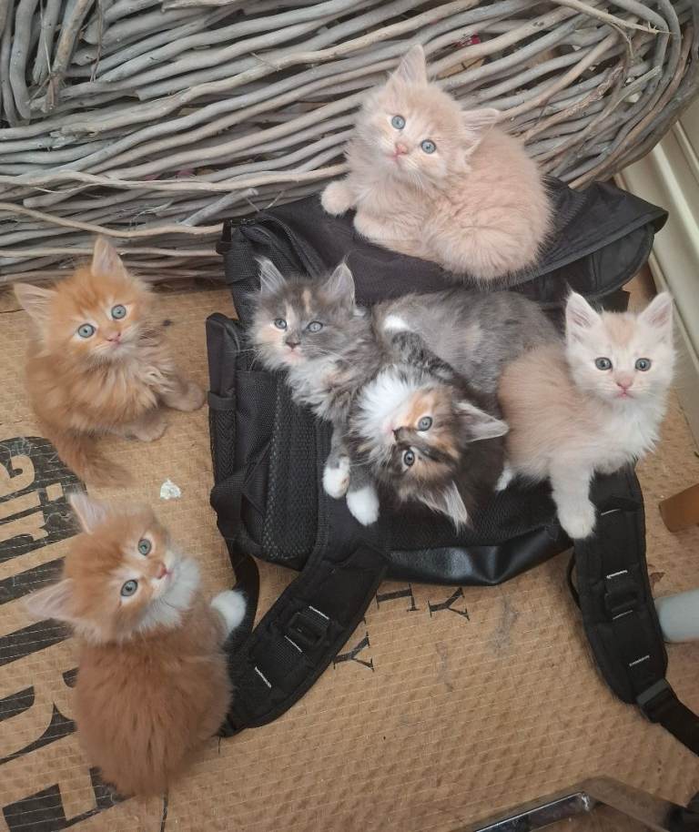 6x Stunning Main Coon Kittens