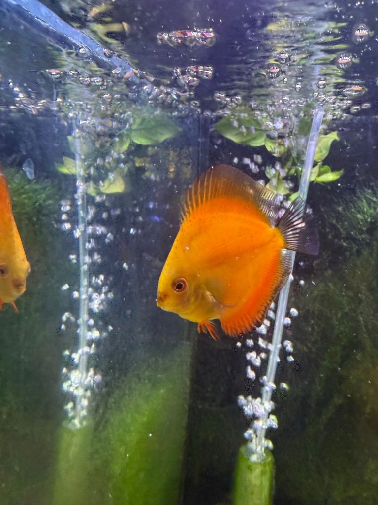 Young Discus 