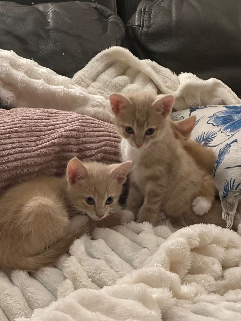Kittens 11 weeks old. 2 Boys. £120 each 