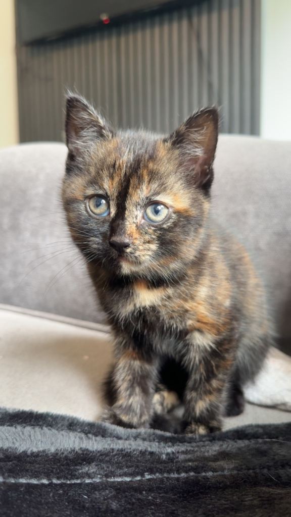 Kitten for sale Tortie female 