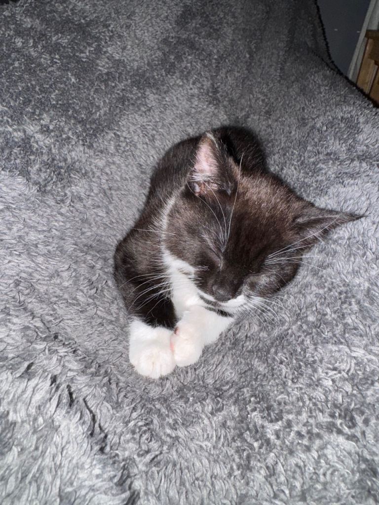 8 week old male kitten ready for a him