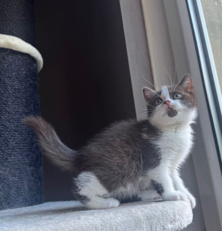 Chocolate bi boy BSH kitten 